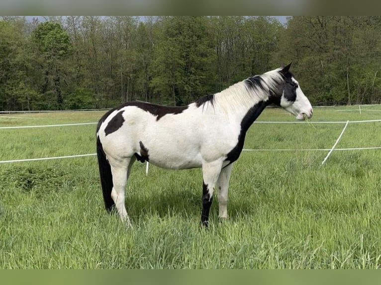American Paint Horse Gelding 8 years 16 hh Tovero-all-colors in Crœttwiller