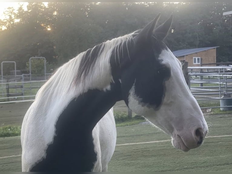 American Paint Horse Gelding 8 years 16 hh Tovero-all-colors in Crœttwiller