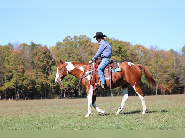 American Paint Horse Gelding 8 years 16,2 hh Pinto in Morriston