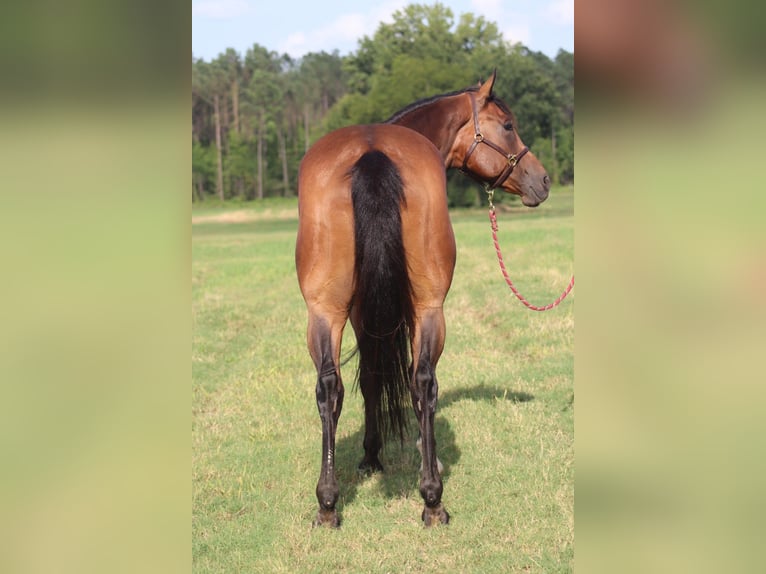 American Paint Horse Gelding 8 years 16,3 hh Bay in Baldwyn