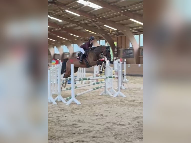 American Paint Horse Gelding 8 years 17 hh Bay-Dark in Gössenheim
