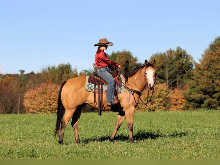 American Paint Horse Gelding 8 years Buckskin in Clarion