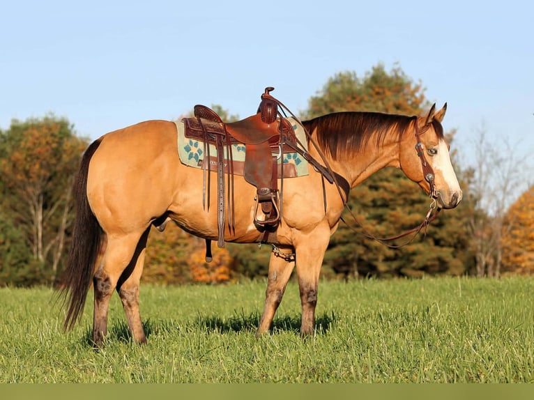 American Paint Horse Gelding 8 years Buckskin in Clarion