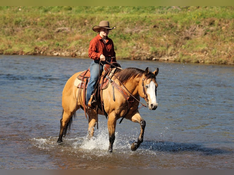 American Paint Horse Gelding 8 years Buckskin in Clarion
