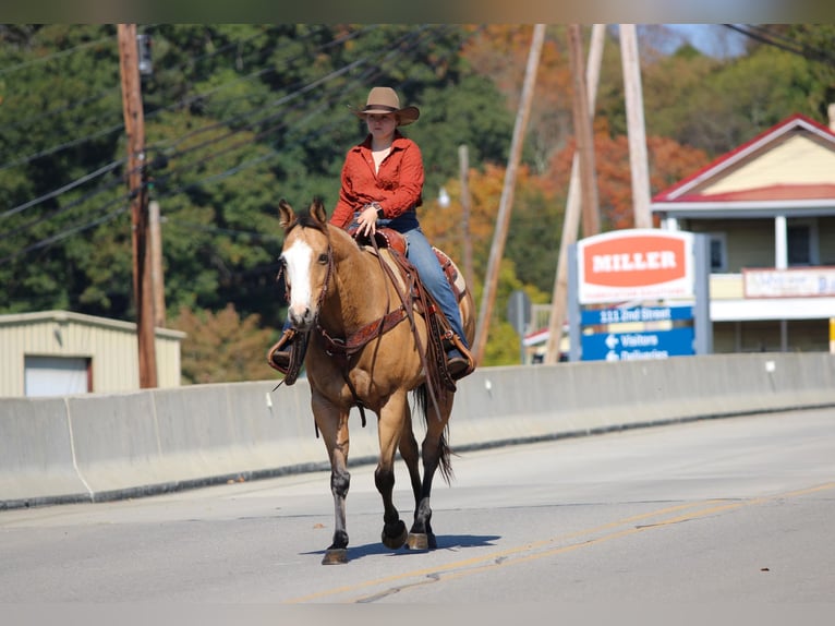 American Paint Horse Gelding 8 years Buckskin in Clarion