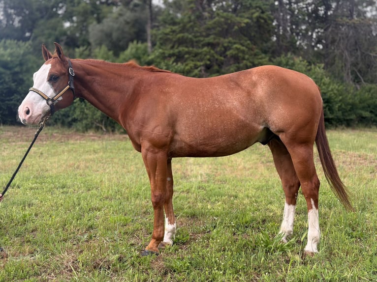 American Paint Horse Gelding 8 years Overo-all-colors in Roma