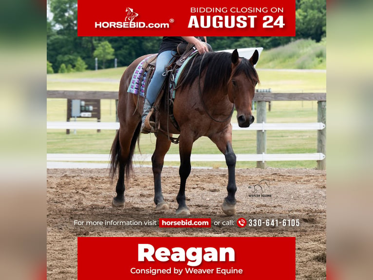 American Paint Horse Gelding 8 years Roan-Bay in Fredericksburg