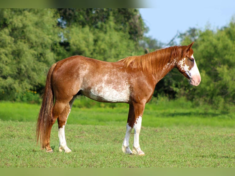 American Paint Horse Gelding 8 years Roan-Red in stephenville TX