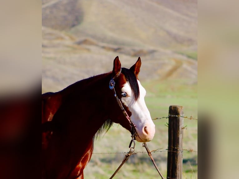 American Paint Horse Gelding 9 years 13.2 hh Bay in Paicines CA