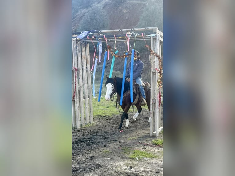 American Paint Horse Gelding 9 years 13,2 hh Bay in Paicines CA