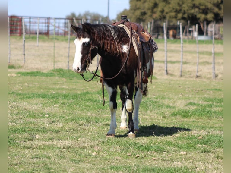 American Paint Horse Gelding 9 years 13,2 hh Overo-all-colors in Stephenville Tx