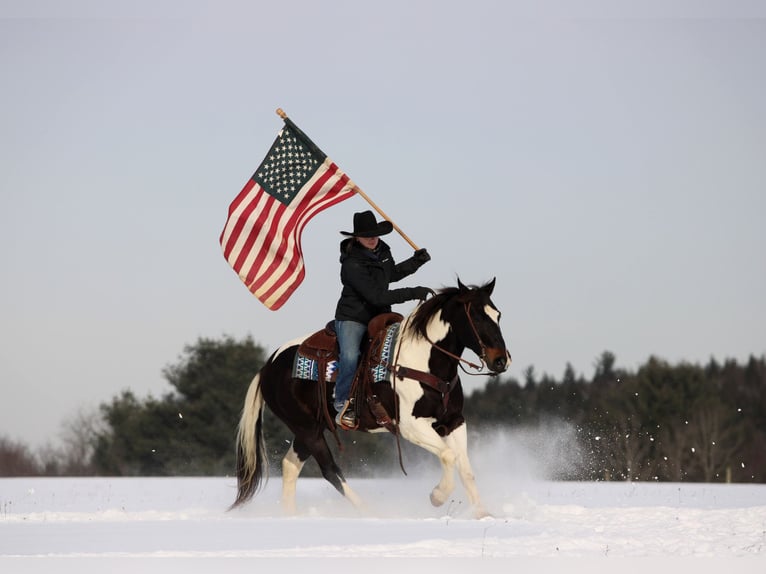 American Paint Horse Gelding 9 years 14.3 hh Pinto in Clarion