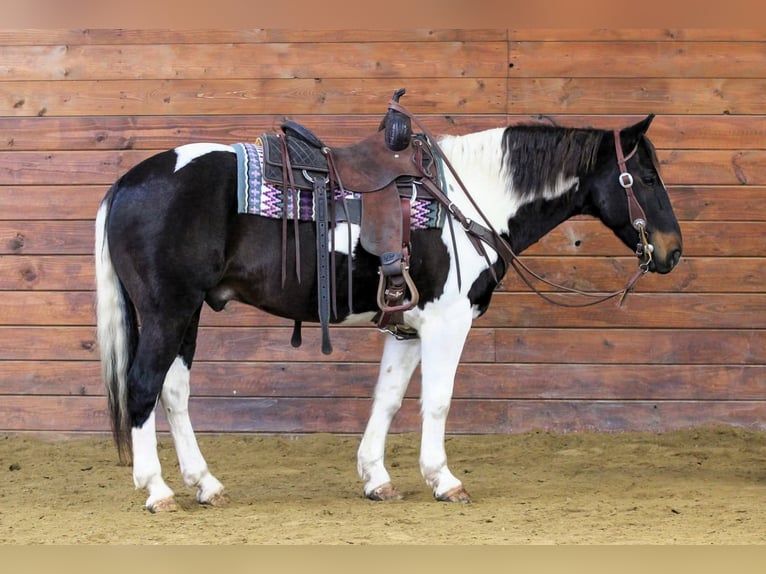American Paint Horse Gelding 9 years 14.3 hh Pinto in Clarion