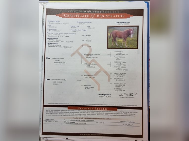 American Paint Horse Gelding 9 years 14,1 hh Chestnut-Red in Großalmerode