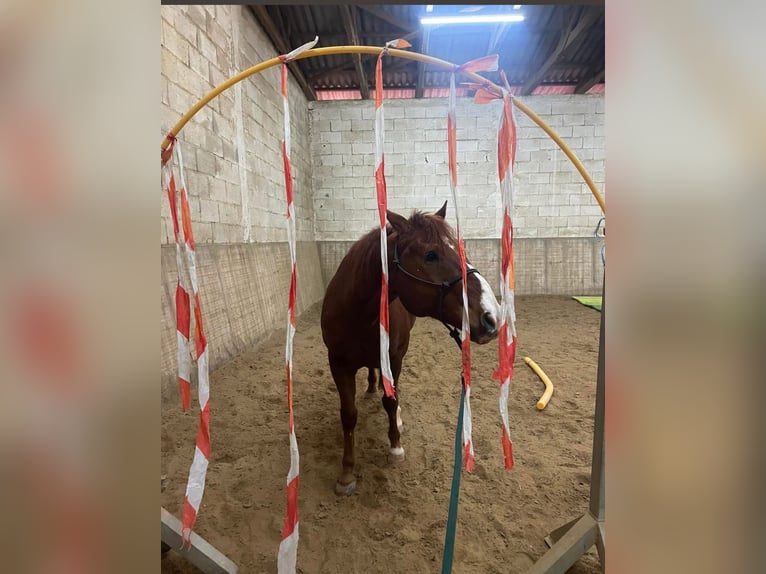 American Paint Horse Gelding 9 years 14,1 hh Chestnut-Red in Großalmerode