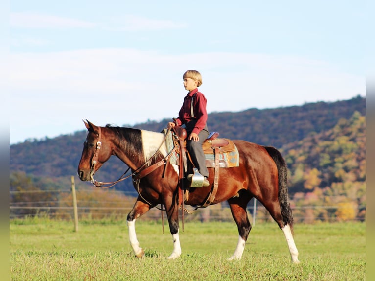 American Paint Horse Mix Gelding 9 years 14,2 hh Pinto in Rebersburg