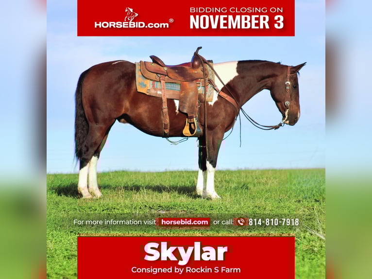 American Paint Horse Mix Gelding 9 years 14,2 hh Pinto in Rebersburg