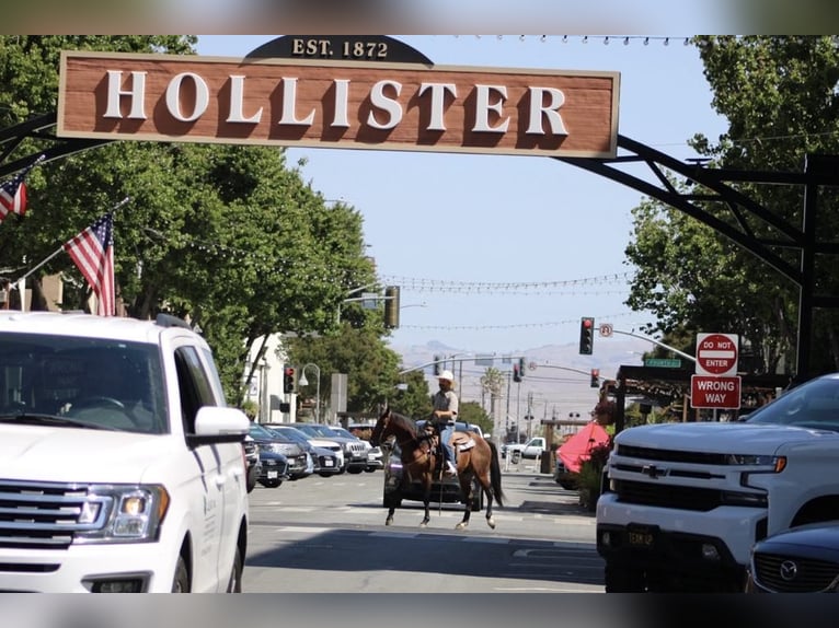 American Paint Horse Gelding 9 years 14,3 hh Bay in Paicines CA