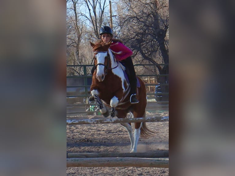American Paint Horse Gelding 9 years 15.1 hh Tovero-all-colors in Fort Collins Co