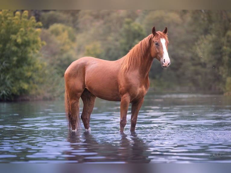 American Paint Horse Gelding 9 years 15.2 hh Overo-all-colors in Niederstetten