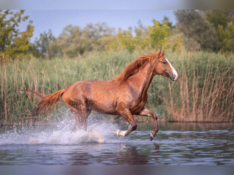 American Paint Horse Gelding 9 years 15.2 hh Overo-all-colors in Niederstetten
