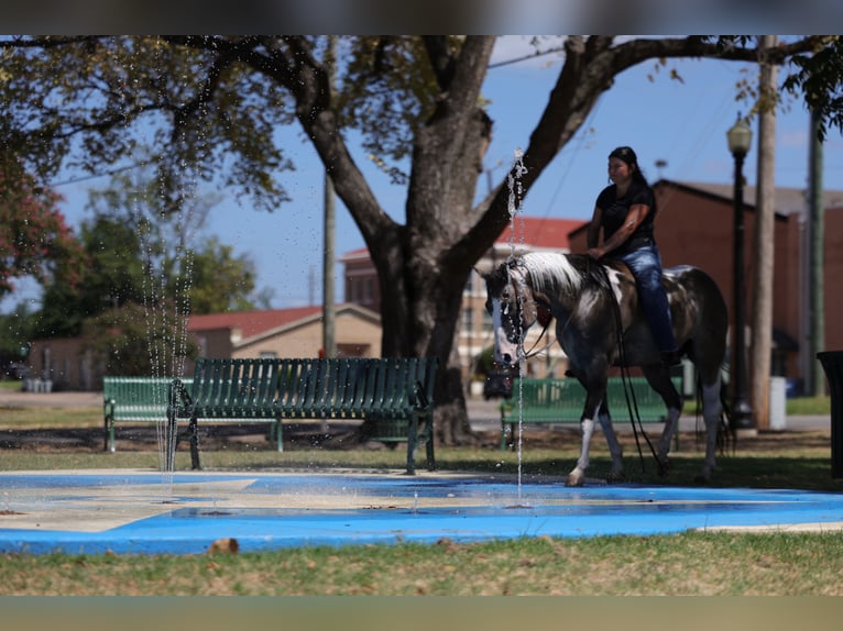 American Paint Horse Gelding 9 years 15 hh Pinto in Mount Vernon