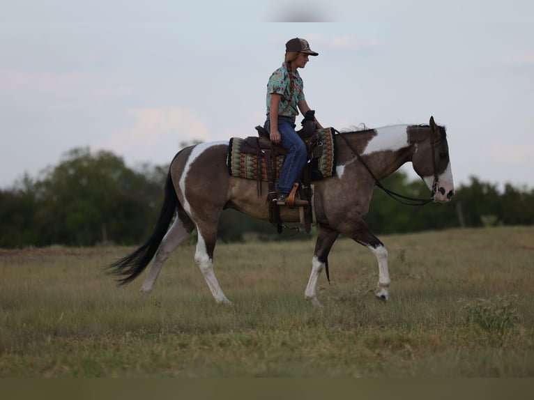 American Paint Horse Gelding 9 years 15 hh Pinto in Mount Vernon