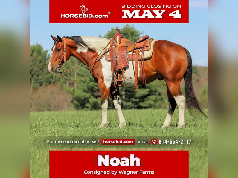 American Paint Horse Gelding 9 years 15 hh Pinto in Clarion