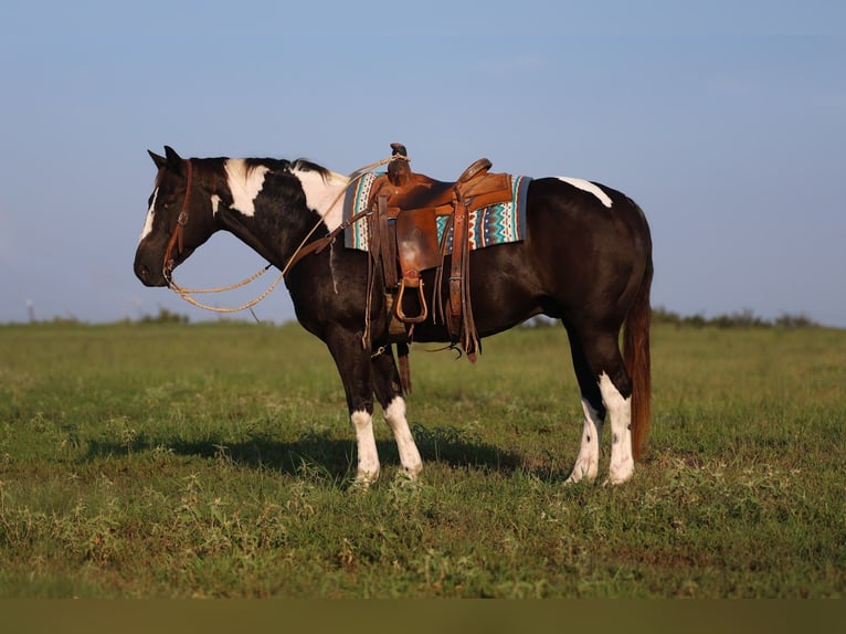 American Paint Horse Gelding 9 years 15 hh Pinto in Mount Vernon