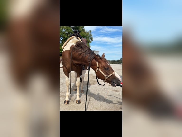 American Paint Horse Mix Gelding 9 years 15 hh Tobiano-all-colors in Wuppertal