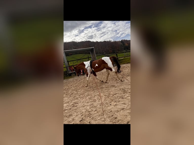 American Paint Horse Mix Gelding 9 years 15 hh Tobiano-all-colors in Wuppertal