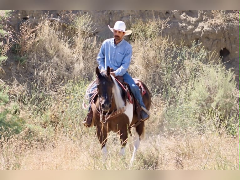 American Paint Horse Gelding 9 years 15 hh Tobiano-all-colors in Tres Pinos