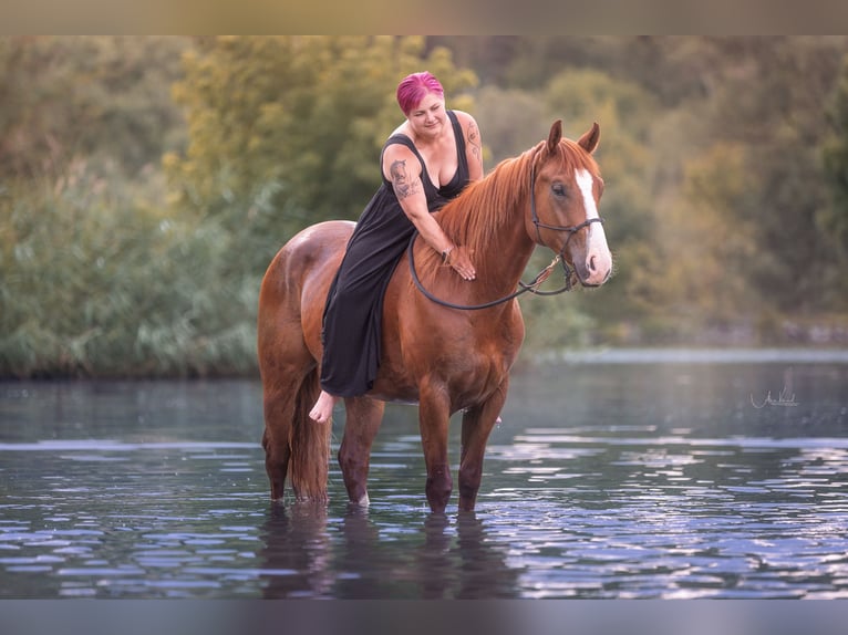 American Paint Horse Gelding 9 years 15,2 hh Overo-all-colors in Niederstetten