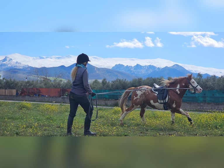 American Paint Horse Gelding 9 years 15,2 hh Pinto in Badajoz