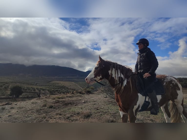 American Paint Horse Gelding 9 years 15,2 hh Pinto in Badajoz