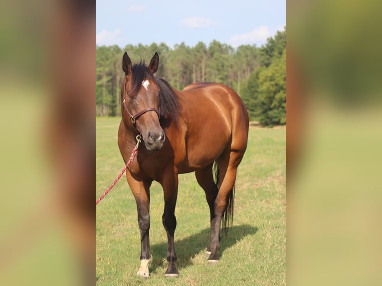 American Paint Horse Gelding 9 years 16.3 hh Bay in Baldwyn