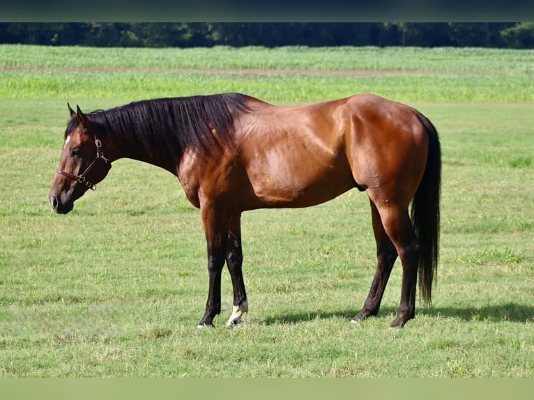 American Paint Horse Gelding 9 years 16.3 hh Bay in Baldwyn