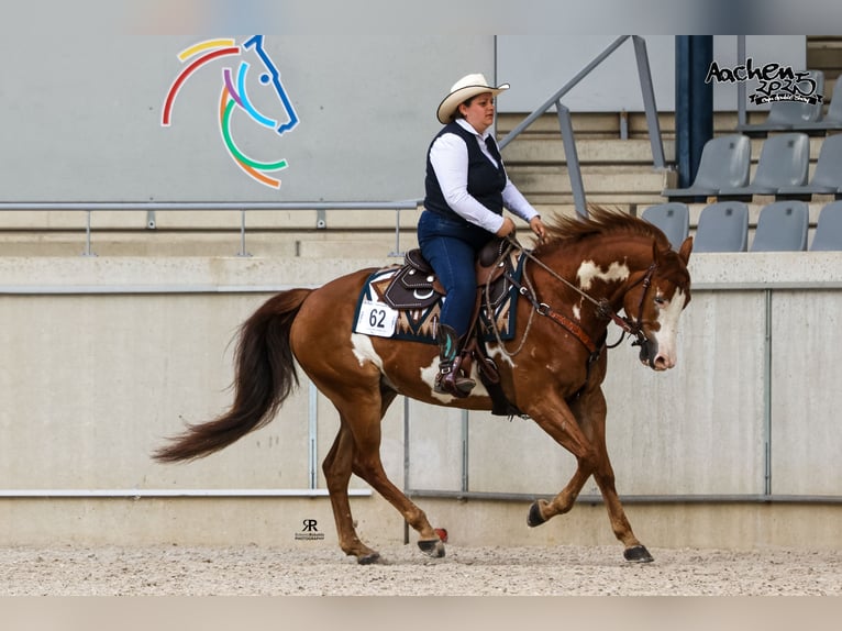 American Paint Horse Mix Gelding 9 years 16 hh Overo-all-colors in Aachen