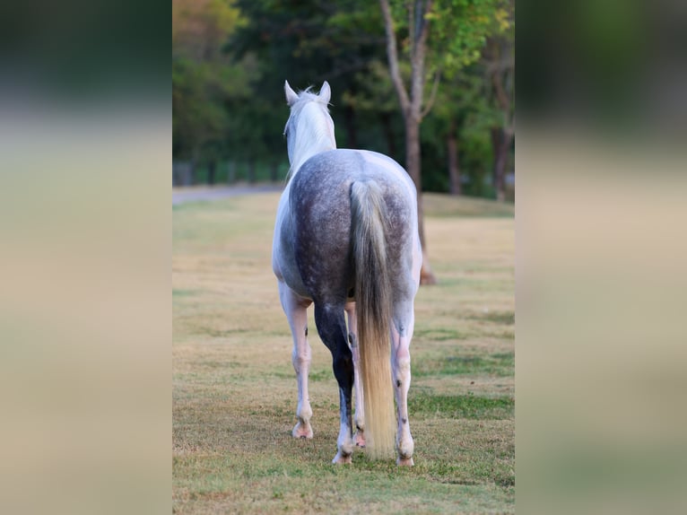 American Paint Horse Gelding 9 years Pinto in Terrell