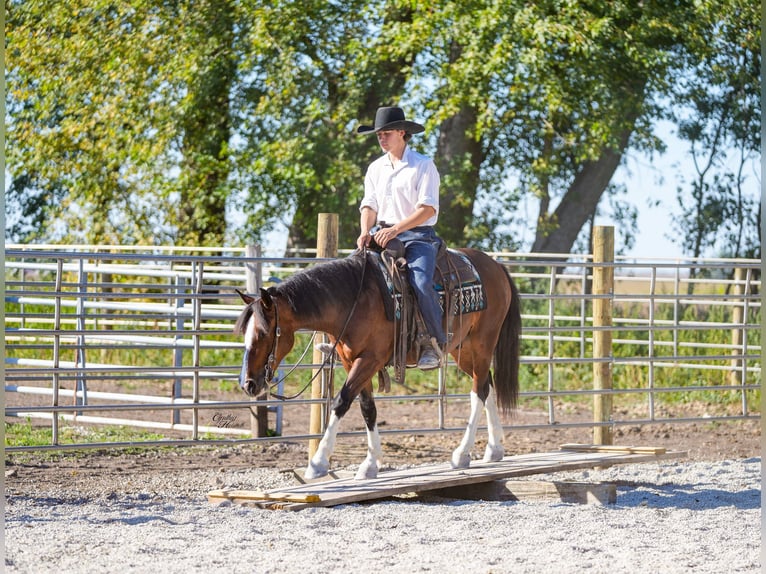 American Paint Horse Gelding 9 years Tobiano-all-colors in Independence IA