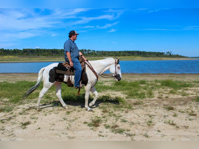 American Paint Horse Gelding 9 years Tovero-all-colors in Jasper