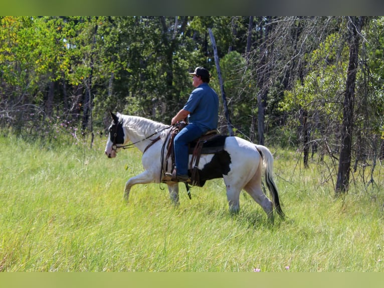 American Paint Horse Gelding 9 years Tovero-all-colors in Jasper
