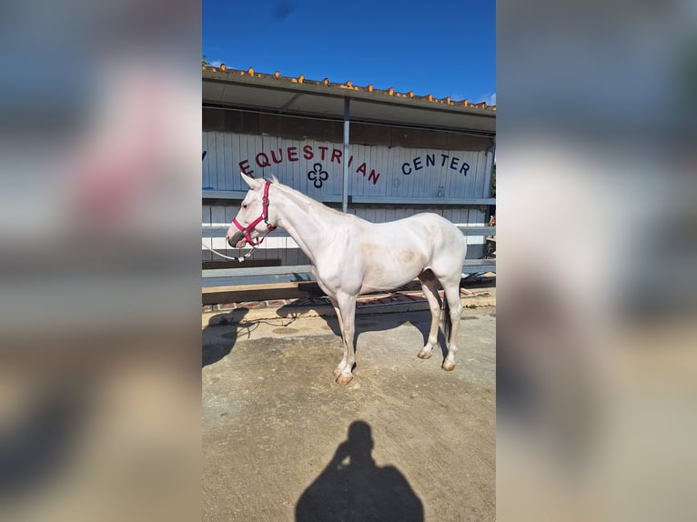 American Paint Horse Mix Giumenta 10 Anni 145 cm Tobiano-tutti i colori in Solarino