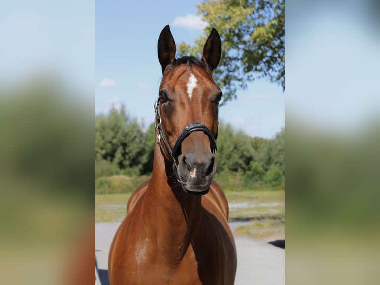 American Paint Horse Giumenta 10 Anni 147 cm Baio in Lippstadt