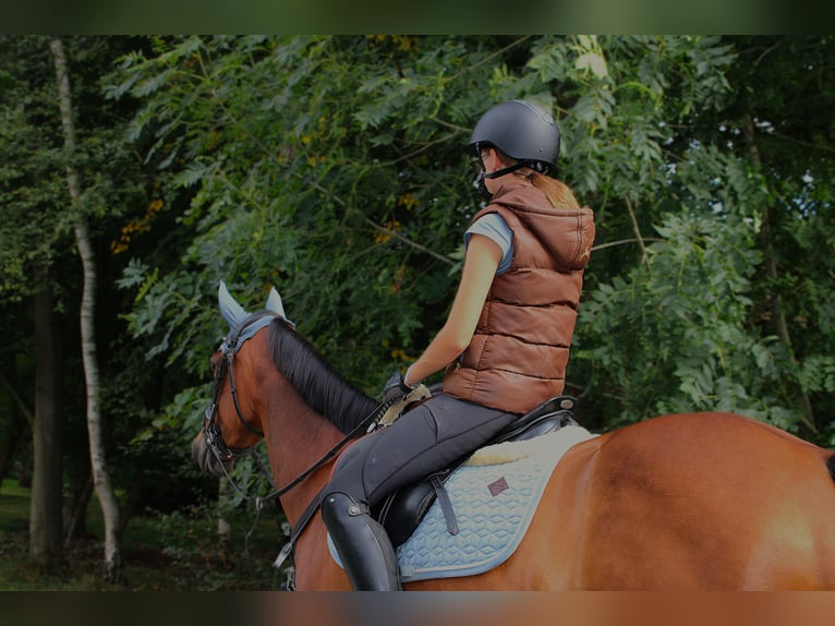 American Paint Horse Giumenta 10 Anni 147 cm Baio in Lippstadt