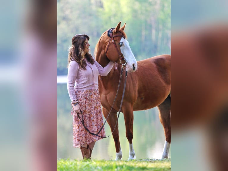 American Paint Horse Giumenta 10 Anni 151 cm Sauro in Geseke