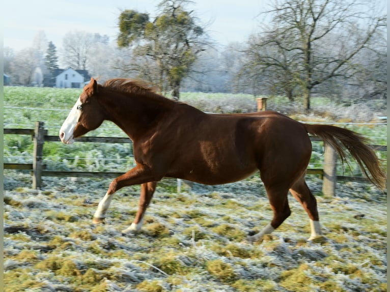 American Paint Horse Giumenta 10 Anni 151 cm Sauro in Geseke