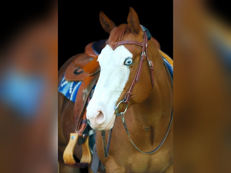 American Paint Horse Giumenta 10 Anni 151 cm Sauro in Geseke