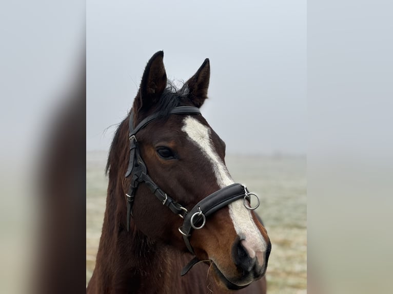 American Paint Horse Giumenta 10 Anni 152 cm Baio in Ingelheim am Rhein