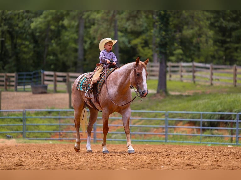 American Paint Horse Giumenta 10 Anni 152 cm Roano rosso in Lyles